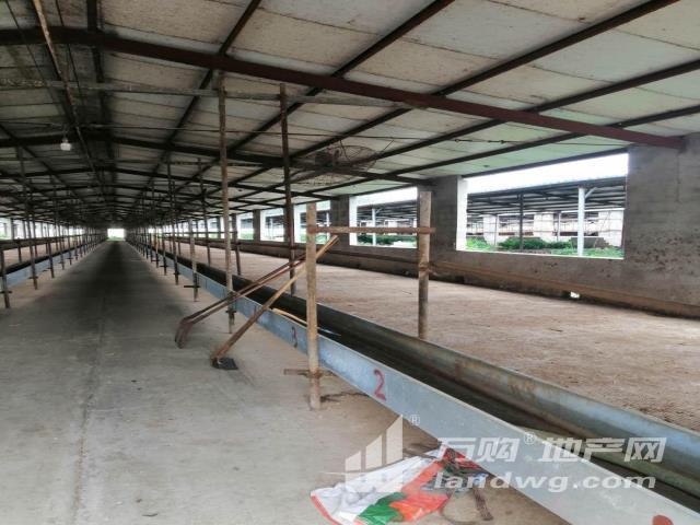 徐州厂房出售(出售)目前牛棚7个,正在养牛.