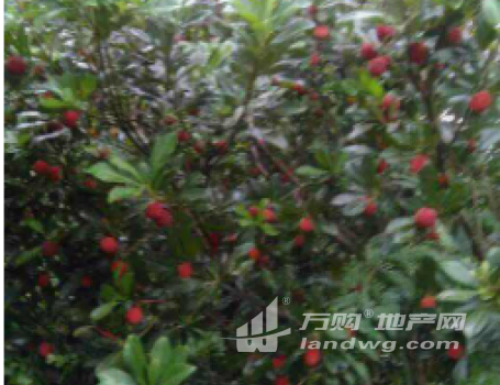 台州市临海河头400亩杨梅园