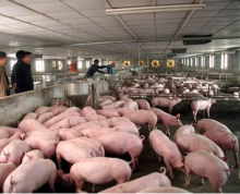 威海市文登市帽埠塂村1200平米养猪场
