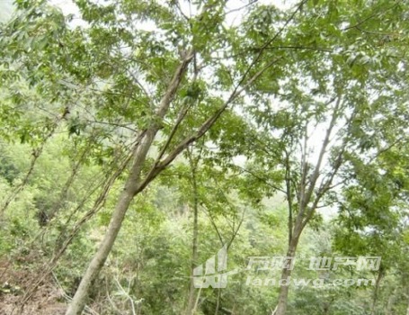 六安市霍山县太阳乡1200亩野生小山核桃林
