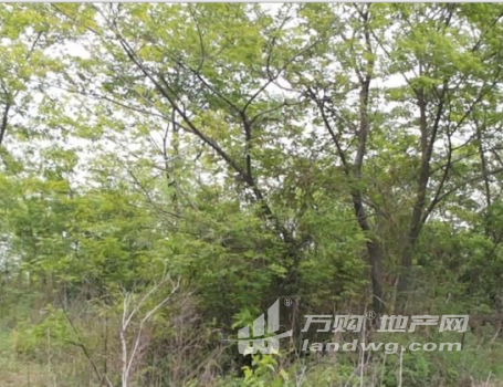 安徽滁州来安县148亩林地、农场