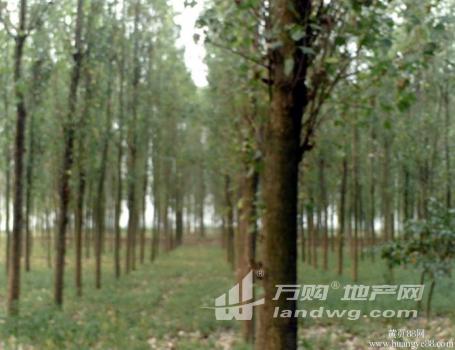 福建三明市尤溪县 中仙乡 450亩林地