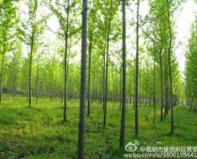  安徽滁州明光市张八岭镇969亩林地