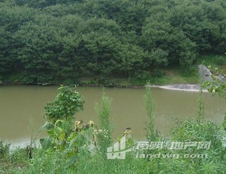 金华武义县熟溪街道200亩香榧基地农用地