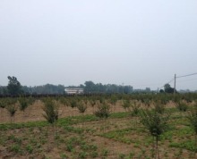 合肥市肥东县张集乡300亩林地