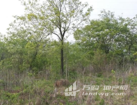 安徽滁州来安县148亩林地、农场