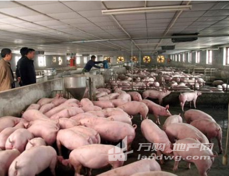 泰安市泰山区芝田河2000平米养猪场