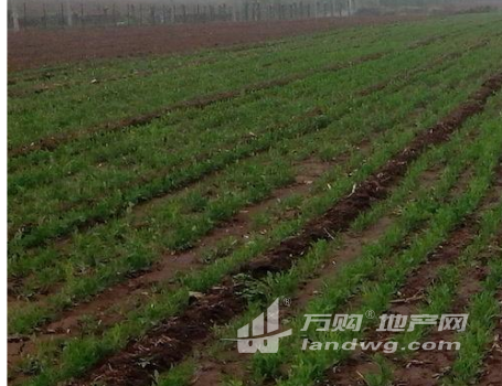  北京延庆有机农地115亩
