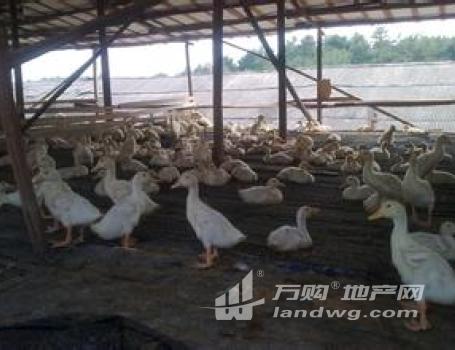 安徽安庆望江县160亩养殖场