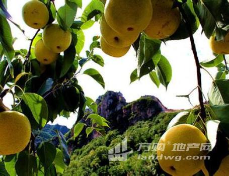 泗阳城北小区270亩水果采摘园 