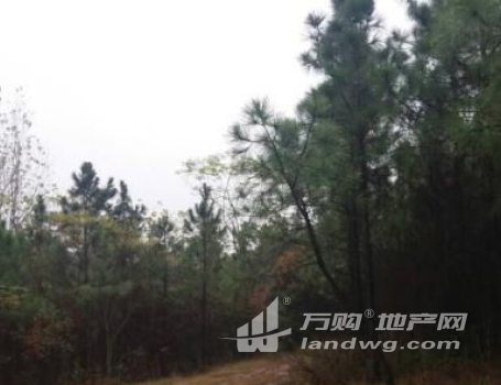 滁州明光市张八岭镇969亩林地