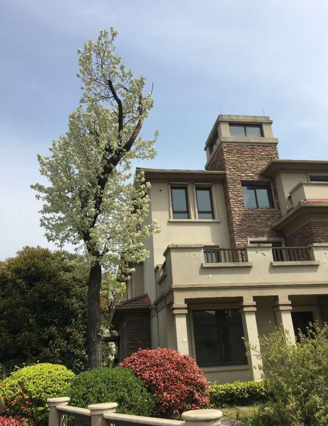 扬州写字楼出售(出售)帝景园纯法式独栋别墅 售价 328.